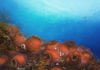 Udang yang Ada di Indonesia Ini Hidup di Dalam Makhluk Hidup