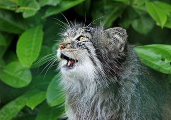 Kenalan dengan Kucing Gemuk dan Menggemaskan dari Asia Tengah, Yuk!