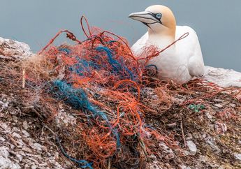 Banyak Hewan Laut Mati Karena Makan Sampah Plastik, Kenapa, ya?