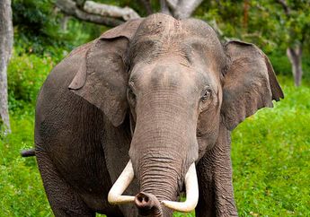 Gajah Bunta yang Akan Selalu Dikenang