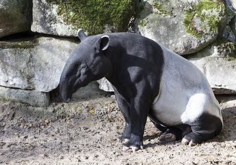 Termasuk Hewan Pemalu, Tapir Memiliki Cara Berkomunikasi yang Unik