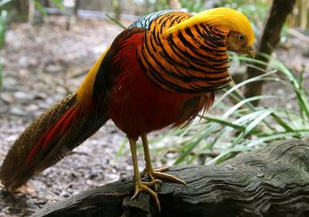 Ayam Pegar Emas , Hewan Berbulu Indah yang Banyak Diburu