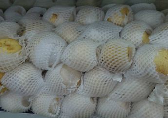 Mengenal Buah Pir, Salah Satu Hasil Budidaya Tertua di Dunia