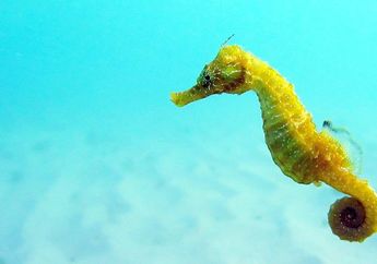 Bukan Betina, Kuda Laut Jantan Justru Bisa Melahirkan Ribuan Anak