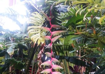 Heliconia, Bunga Pisang-pisangan yang Mempercantik Taman di Rumah