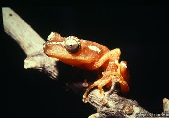 Unik, Katak ini Disebut Katak Pohon Mutiara, Kenapa Begitu, ya?