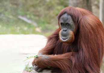 Puan, Orangutan Sumatra Tertua di Dunia Mati pada Usia 62 Tahun