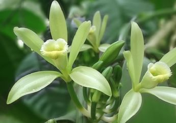 Dari Mana, ya, Rasa Vanila pada Makanan dan Minuman? Yuk, Cari Tahu!