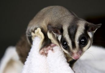 Selain Menyukai Makanan Manis, Ini Dia Fakta Tentang Sugar Glider!