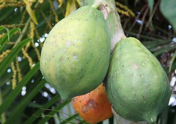 Carica, 'Pepaya' Mini Khas Wonosobo yang Banyak Dijadikan Manisan