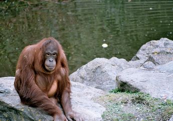 Asyik! Orangutan Sumatera Punya Rumah Baru, di Mana Lokasinya?