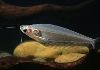 Ikan Selais, Fauna Air yang Tidak Punya Sisik dan Berkumis