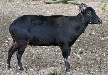 Gawat, Populasi Anoa dan Babirusa Mengalami Penurunan, Berapa Jumlahnya?