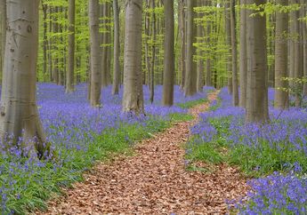 Hutan Biru Ini Seperti di Negeri Dongeng, di Mana Letaknya?