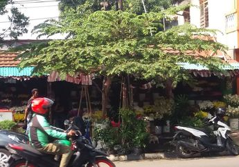 Pohon Kersen, Pohon Peneduh yang Tumbuh di Mana-Mana