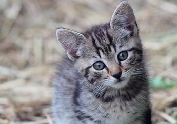 Gawat, Penduduk di Desa Ini Dilarang Pelihara Kucing! Apa Alasannya?