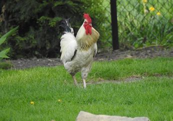 Meski Punya Sayap, Ayam Tidak Bisa Terbang, Apa Sebabnya?