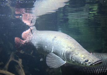 Arapaima Gigas, Ikan Asli Brazil yang Sudah Hidup Sejak Zaman Jurassic