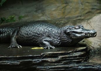 4 Hewan Mengerikan dan Berbahaya Ini Hidup Liar di Hutan Amazon
