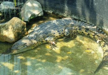 Buaya Muara, Buaya Berbadan Besar yang Banyak Terdapat di Indonesia