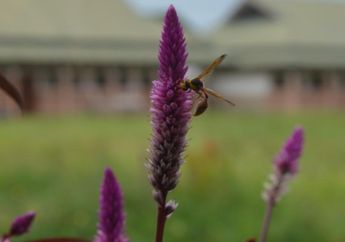 Mengapa Ada Nama Ilmiah untuk Flora dan Fauna?