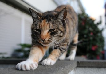 Pernah Lihat Kucing Seperti Sedang Memijat? Ternyata Ini Alasannya
