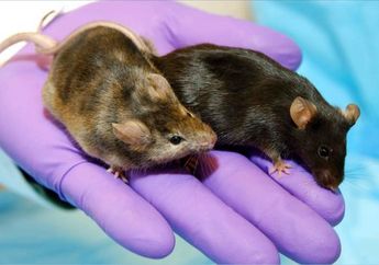 NASA Mengirim 20 Ekor Tikus ke Ruang Angkasa, Apa Tujuannya?