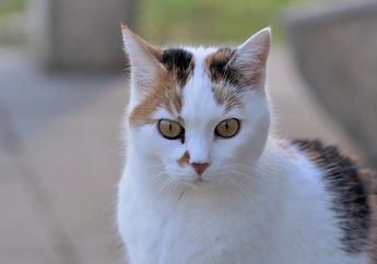 Pernah Melihat Mata Kucing Berbentuk Garis Lurus? Ini Dia Penyebabnya