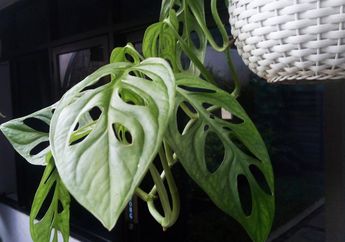 Uniknya Tanaman Philodendron, Daunnya Berlubang Secara Alami, lo!