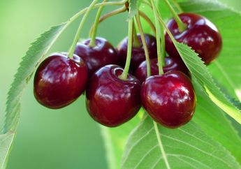 Ternyata, Buah yang Suka Dijadikan Hiasan Kue Ini Punya Banyak Manfaat