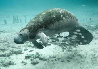 Dugong dan Asal- usul Legenda Puteri Duyung, Cari Tahu Hubungannya, yuk!