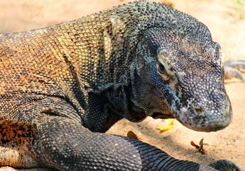 Komodo Hanya Ada di Indonesia, Kenapa Ia Tidak Pergi Menjelajah, ya?