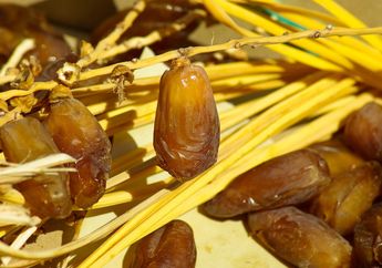 Unik! Ternyata Inilah Triknya Supaya Kurma Bisa Tumbuh di Tanah Kering