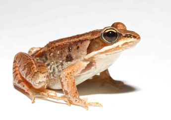 Katak Kayu, Hewan yang Bisa Menahan Pipis Selama Berbulan-bulan