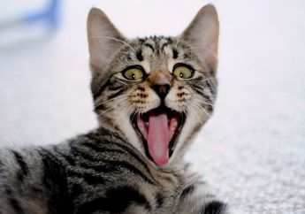 Apakah Kucing Benar-benar Pandai Menangkap Tikus? Cari Tahu, Yuk!
