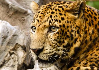 Biasanya Berebut, Macan Tutul dan Hyena Ini Justru Berbagi Makanan