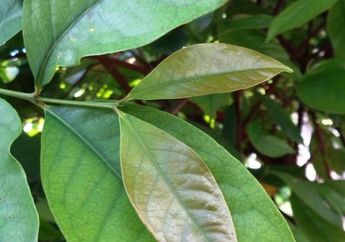 Daun Salam, Daun Beraroma Harum yang Dijadikan Bumbu Masakan