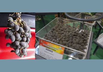 Mengenal Buah Asam Kranji, si Asam Beludru