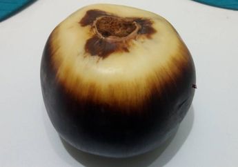 Fakta Unik Buah Lontar, Membantu Kita Melawan Bakteri di Mulut