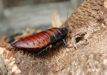 Kecoak Madagaskar, Kecoak Besar yang Suka Mendesis Seperti Ular
