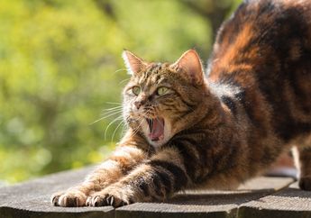 Bukan Pertanda Malas, Ini Alasan Kenapa Kucing Suka Meregangkan Badan