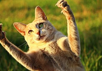 Pernah Dicakar Kucing? Begini Cara Mencegah dan Mengobatinya