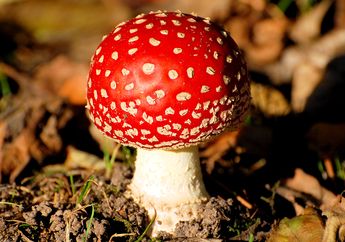 Jamur Amanita, Si Cantik yang Beracun
