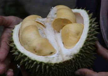 Durian Bisa Membuat Kita Tidur Lebih Cepat, Lihat Juga Manfaat Lainnya