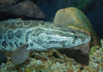 Perkenalkan, Inilah 5 Ikan Air Tawar yang Berbahaya di Dunia