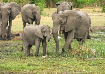 Gawat, WWF Mengatakan Gajah Afrika Bisa Punah Pada 2040 Mendatang