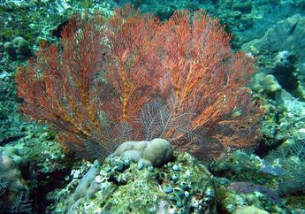 Kipas Laut, Salah Satu Penghuni Laut yang Punya Bentuk Indah