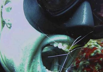 Selain Membersihkan Mulut Ikan, Udang Ini Membersihkan Mulut Penyelam