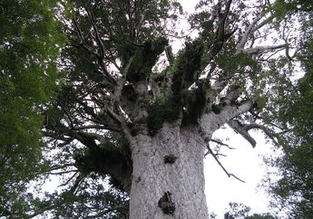 Kisah Pohon Tane Mahuta, si Raja Hutan yang Sekarang Sedang Sekarat