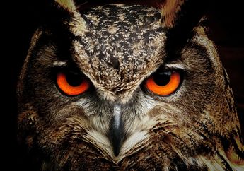 5 Jenis Burung Hantu yang Ada di Film Harry Potter, Masih Ingat?